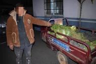 拘留！臨泉一男子為泄憤半夜偷17棵白菜當場被捉