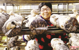小花菇冬日俏銷