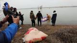 淮南愛鳥人士投放玉米 供天鵝大雁過年越冬