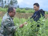 新春走基层丨云南隆阳：科学整治土地，“整”出丰收年