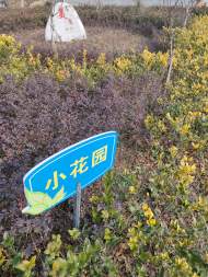 新春走基层｜安庆宜秀区罗岭镇花元村中心村：人在村中走，如在画中游