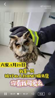 田間發現一只“落難小精靈”  六安一農民報警求助