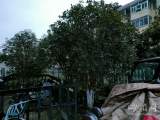 1月28日下午，合肥市区飘起雪花