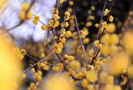 吳明亮：寒梅耐雪久，清芬自流傳——《方維儀傳》讀后感