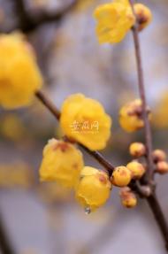慶紅：春花小記