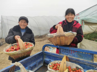 新春走基层|固镇县徐郢村小草莓种出了大产业