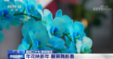 腊月二十七 年味渐浓 | 广东：年花映新年 醒狮舞新春