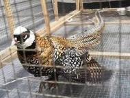 太湖首次發(fā)現(xiàn)國家一級保護(hù)野生動物白冠長尾雉