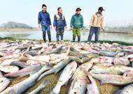 吳昌來：起魚
