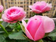 錢永廣：花累了，讓花歇會