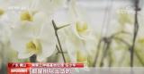 假期消费市场观察 | 两节至 年味浓 鲜花扮靓城乡生活