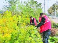 合肥市政協委員顧曉玲：應多部門聯合清除“加拿大一枝黃花”
