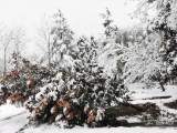 昨夜今晨宣城普降大到暴雪 29日上午解除暴雪黄色预警信号