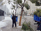 香樟树雪后为啥易断？ 合肥园林专家释疑