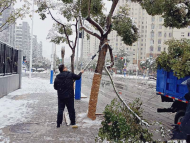 香樟樹雪后為啥易斷？ 合肥園林專家釋疑