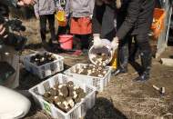 潛山市黃柏鎮：“菌中皇后”羊肚菌搶“鮮”上市助農增收