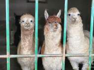 記者探訪淮南冰雪天里的動物過冬