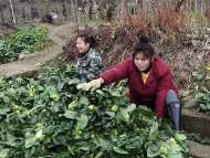 16萬斤蔬菜滯銷 黃山一企業助農銷售