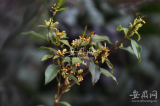 芜湖二月桂花开  植物学家释疑：天气不太冷