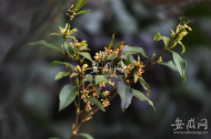 蕪湖二月桂花開(kāi)  植物學(xué)家釋疑：天氣不太冷