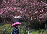 芜湖：新梅报春（组图）