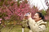 快來看！合肥濱湖金斗公園梅花陸續進入盛開期（組圖）