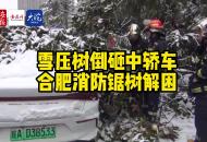 直擊安徽虎年大雪｜雪壓樹倒砸中轎車 合肥消防鋸樹解困