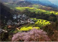 王溪竹：?陌上花開，可緩緩歸矣