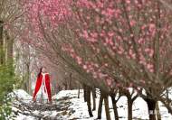巢湖廟崗鎮：千畝梅花園將迎來盛花期