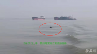 春江水暖豚先知！長江貴池段水域頻現江豚戲水身影
