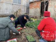 聽說罌粟能治病 蚌埠一老太種植千余株被處罰