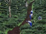 黃山市全面禁止化學農藥進入茶園