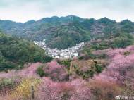 黃山賣花漁村又迎賞花熱潮