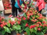 约20万盆花卉扮靓潜山春节