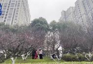 匡河“梅”景再度吸引合肥市民來打卡