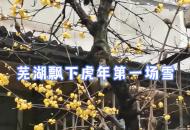 蕪湖飄下虎年第一場雪
