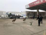 兩只鴕鳥在加氣站附近散步 桐城民警將其“捉拿歸案”