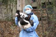 新春走基层丨成都大熊猫繁育研究基地：新春“打卡”大熊猫