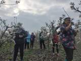 荊山鎮袁莊村：梨花正飄香 果農授粉忙