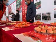  長豐草莓將跨入品牌、產(chǎn)值“雙百億”