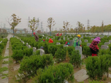 合肥經(jīng)開區(qū)：3月28日起，陵園暫停現(xiàn)場(chǎng)祭祀活動(dòng)