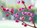 巢湖市口袋公園內梅花朵朵報春來