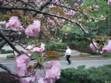 蕪湖赭山公園櫻花盛開 
