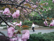 蕪湖赭山公園櫻花盛開 