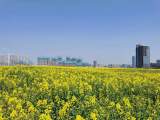 空地治理显成效 油菜花开蝶自来