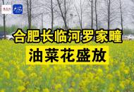 合肥長臨河羅家疃油菜花盛放