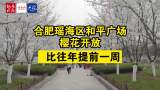合肥和平廣場櫻花開放 比往年提前一周