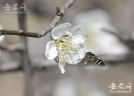 安徽未來幾天：降雨又降溫  或聽到第一聲春雷
