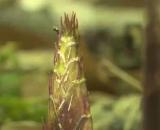 许若齐:关心春笋与蕨菜