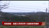河南信陽：陽春三月茶芬芳 又逢新茶采摘時